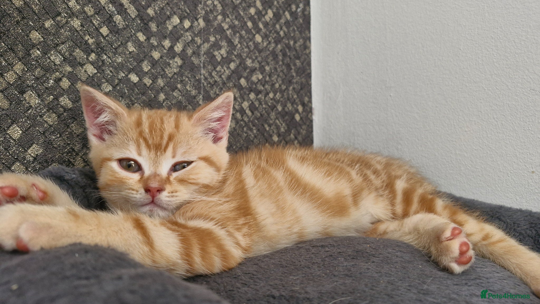 Scottish Fold cats Scottish Fold Kittens READY FOR NEW HOMES  - Advert 17