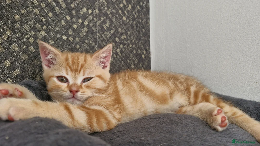 Scottish Fold cats for sale: Scottish Fold Kittens READY FOR NEW HOMES  - Advert 1