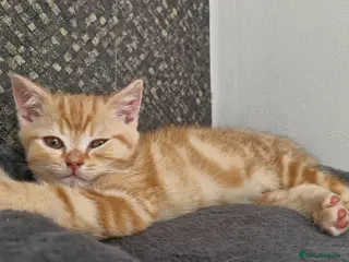 Scottish Fold cats Scottish Fold Kittens READY FOR NEW HOMES - Advert 17