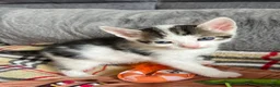 Mixed Breed cats for sale: Kittens for Sale £160 - Advert 6
