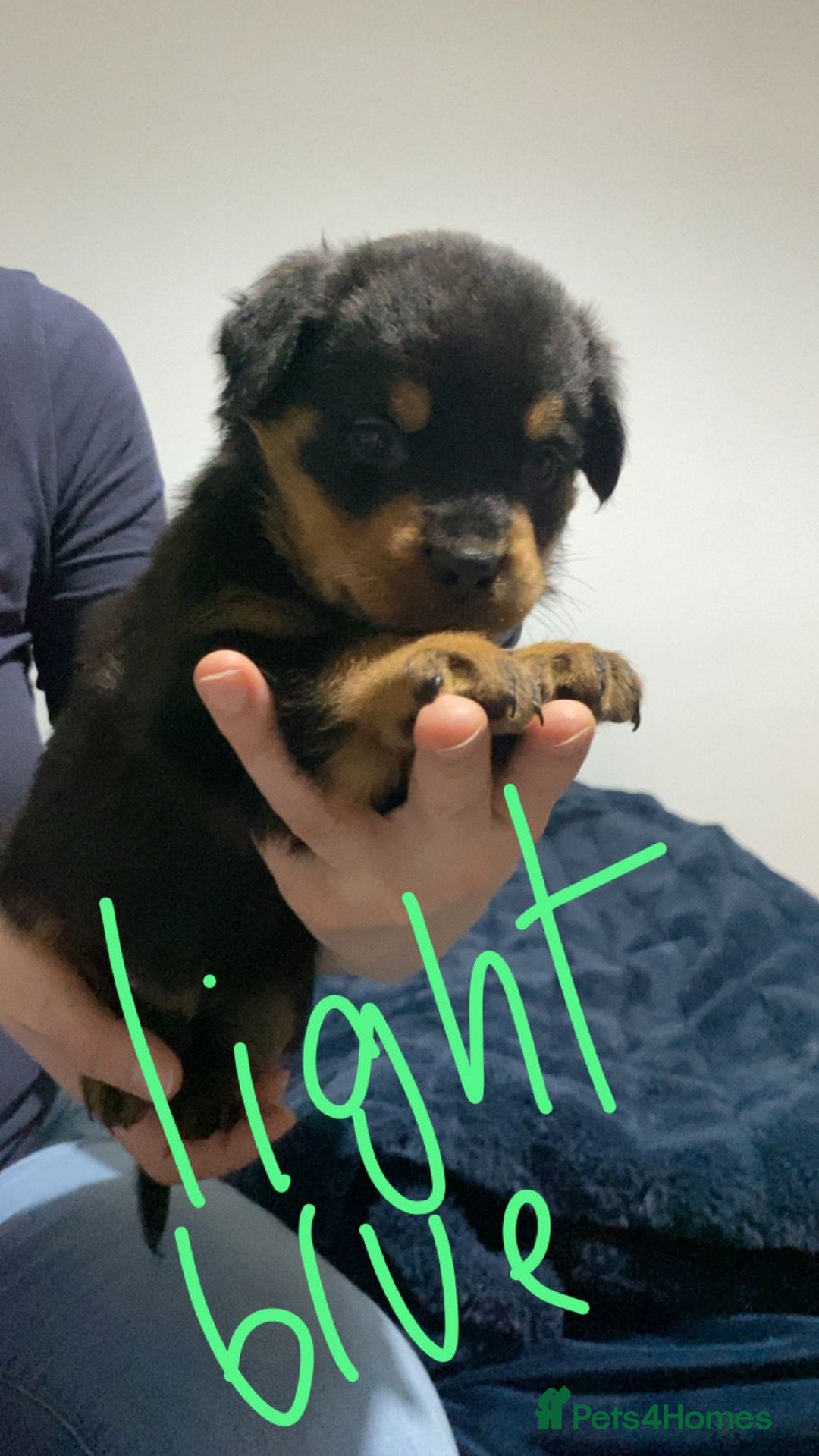 Rottweiler dogs for sale: Kc reg stunning rottweiler puppies - Advert 10