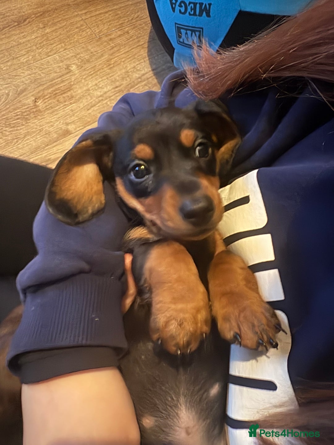 Miniature Dachshund dogs for sale: Miniature dachshund puppies  - Advert 5