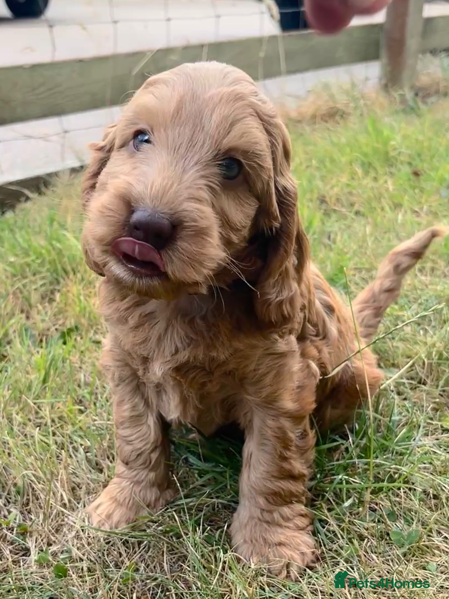 Cockapoo dogs 🌟Golden Cockapoos🌟 - Advert 9