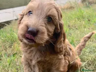 Cockapoo dogs 🌟Golden Cockapoos🌟 - Advert 9