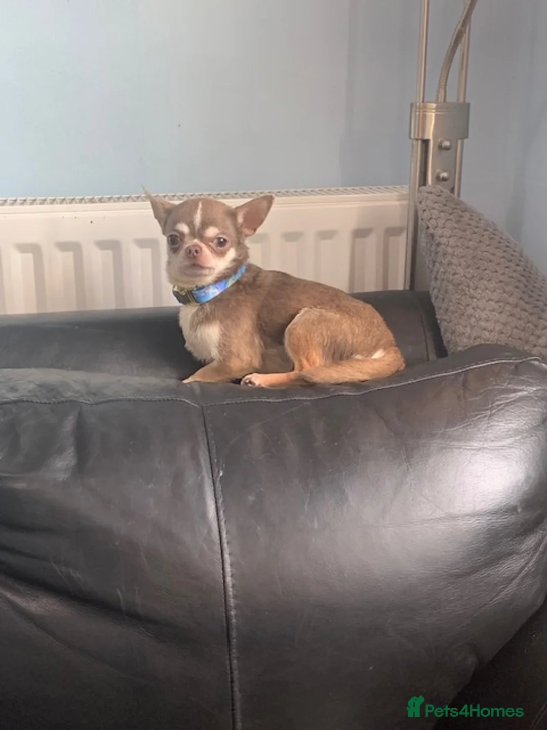Chihuahua dogs for stud:  K.C Reg Choc Smooth for stud duties only NFS in Dagenham - Advert 2