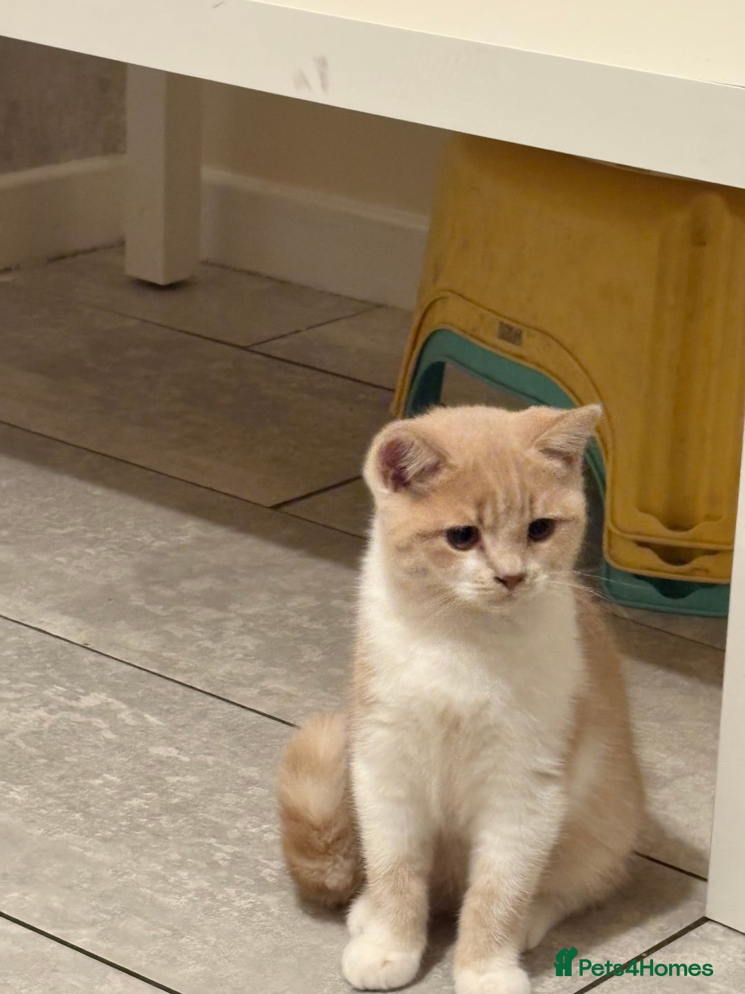British Shorthair cats for sale: British Short hair kitten  - Advert 3