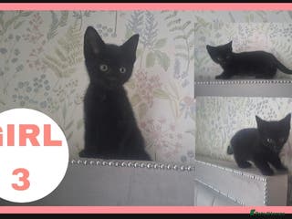 Mixed Breed cats kittens waiting for you! Sweet and cute. - Advert 12