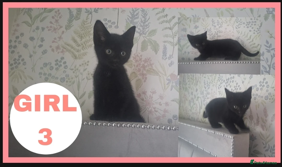 Mixed Breed cats for sale: kittens waiting for you! Sweet and cute.   - Advert 2