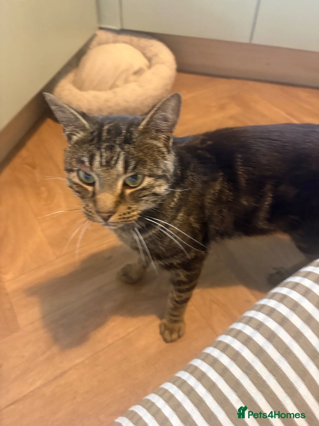 Bengal cats for sale: Bengal cross kitten - Advert 5