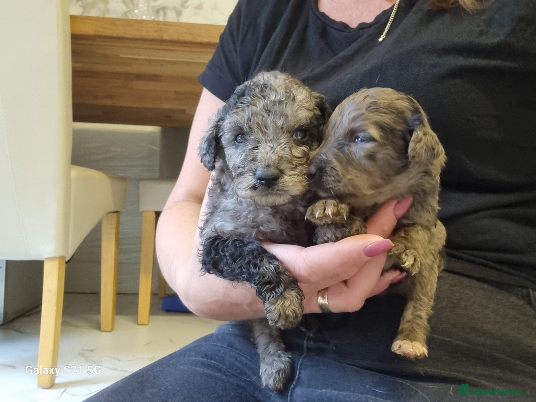 Cockapoo dogs for sale: Cockapoos - Image 10