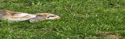 Mixed Breed rabbits for sale: Thumper the bunny  in Tidworth - Advert 6
