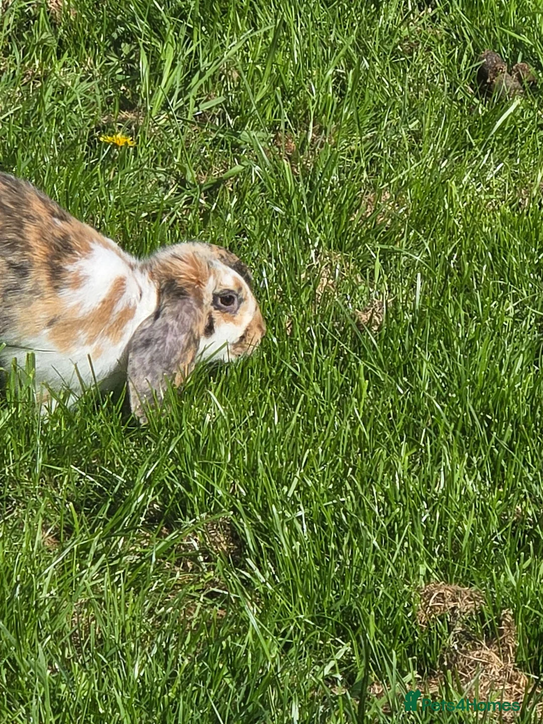 Mixed Breed rabbits for sale: Thumper the bunny  in Tidworth - Advert 6