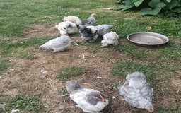 Chickens poultry for sale: £25 each for a fancy chicks - Image 9