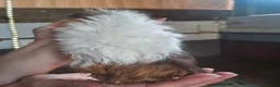 Guinea Pig rodents for sale: 8 weeks old  baby Guinea pigs  ready   - Advert 8