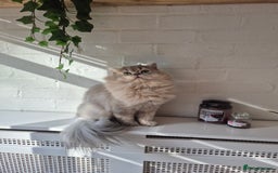 British Longhair cats for stud: Stud (British Longhair)  - Image 7