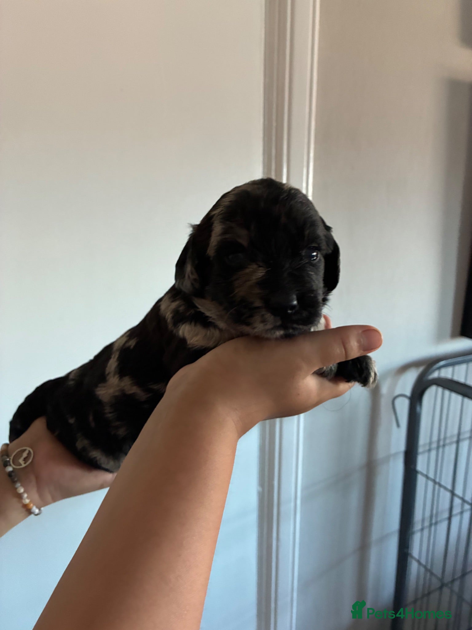 Labradoodle dogs Stunning curly Merle mini labradoodles - Advert 1
