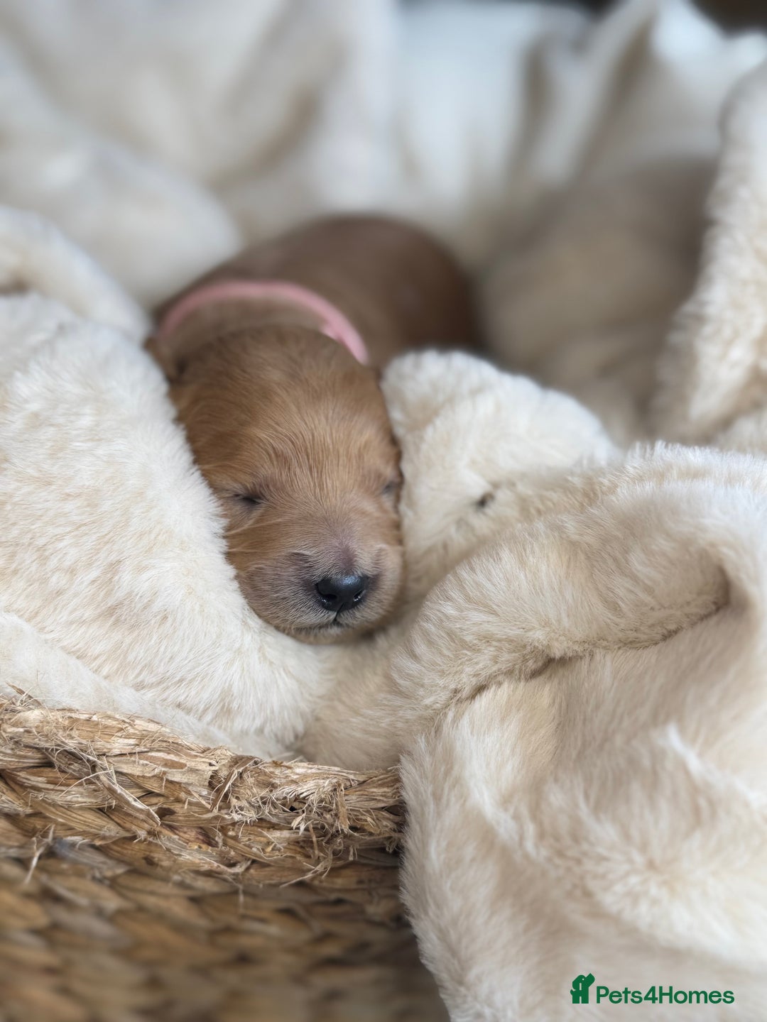 Mini Goldendoodle dogs for sale: Miniature Golden Doodle Puppies - Advert 32