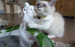Ragamese cats for sale: 🐾💎Ragdoll X Siamese (Ragamese) Kittens💎🐾 - Image 3
