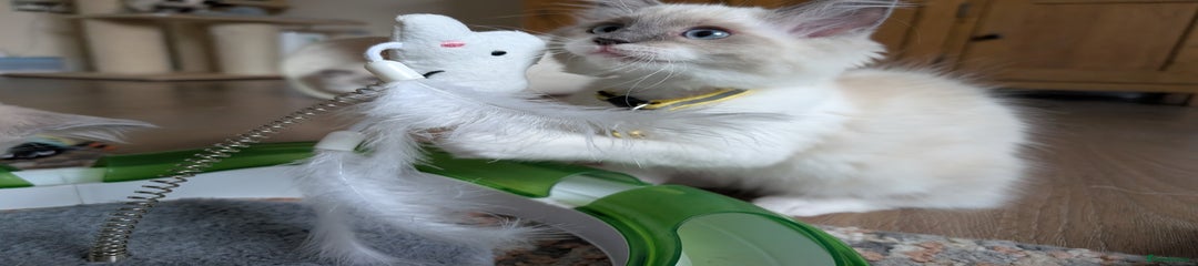 Yellow Collar