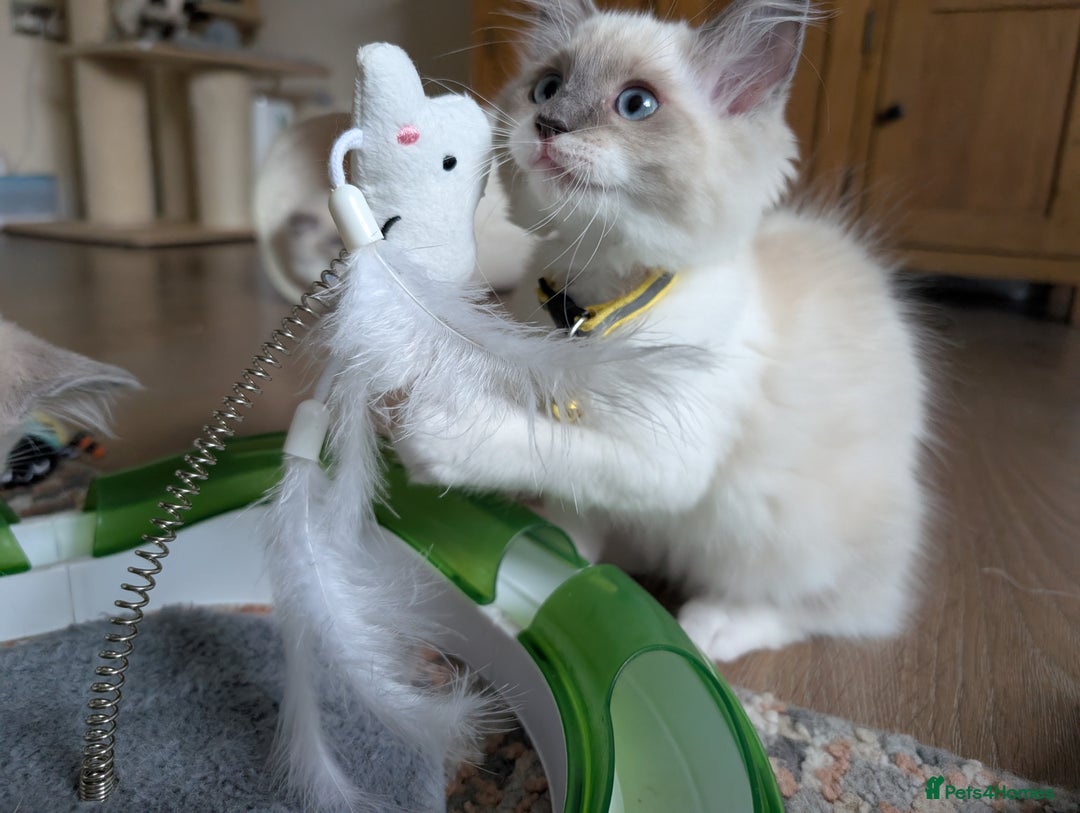 Ragamese cats for sale: 🐾💎Ragdoll X Siamese (Ragamese) Kittens💎🐾 - Image 3