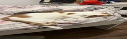 Mixed Breed cats for sale: Male Indoor Cat Needs Rehoming  - Advert 9