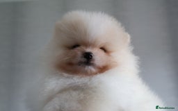 Pomeranian dogs for sale: READY NOW-REDUCED!! TRUE TEDDY BEAR POMERANIAN - Image 8