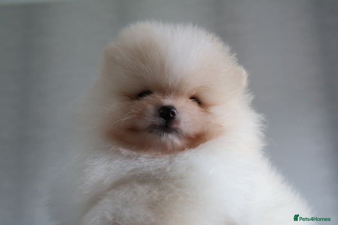 Pomeranian dogs for sale: READY NOW-REDUCED!! TRUE TEDDY BEAR POMERANIAN - Image 8