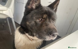 Akita dogs for sale: American akita female  - Image 1