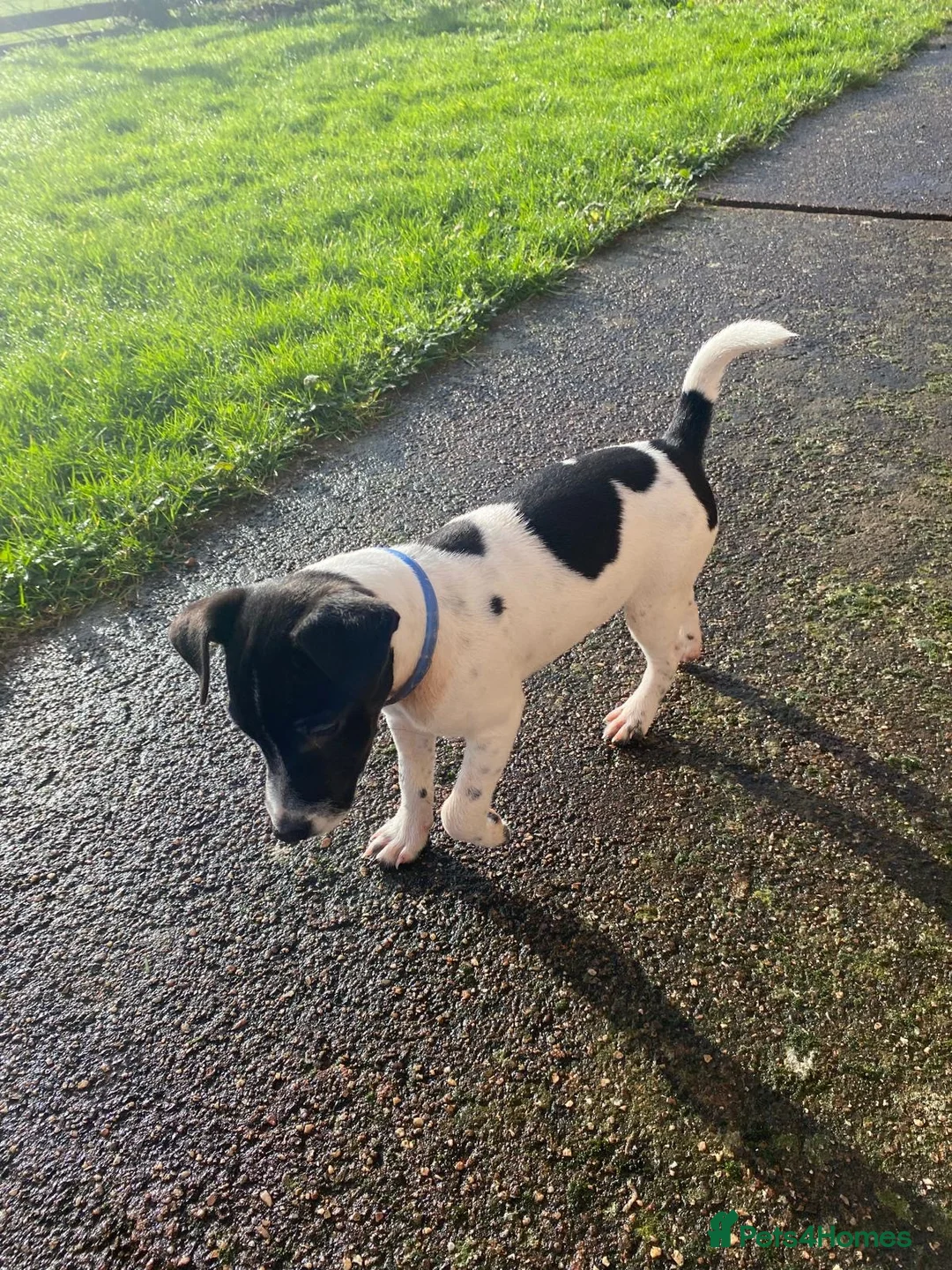 Mixed Breed dogs for sale: Jack Russell x Lakeland terrier - Advert 8