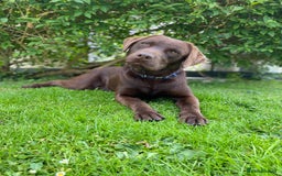 Labrador Retriever dogs for stud: Health Tested KC Registered Chocolate Labrador  in Wisbech - Image 2