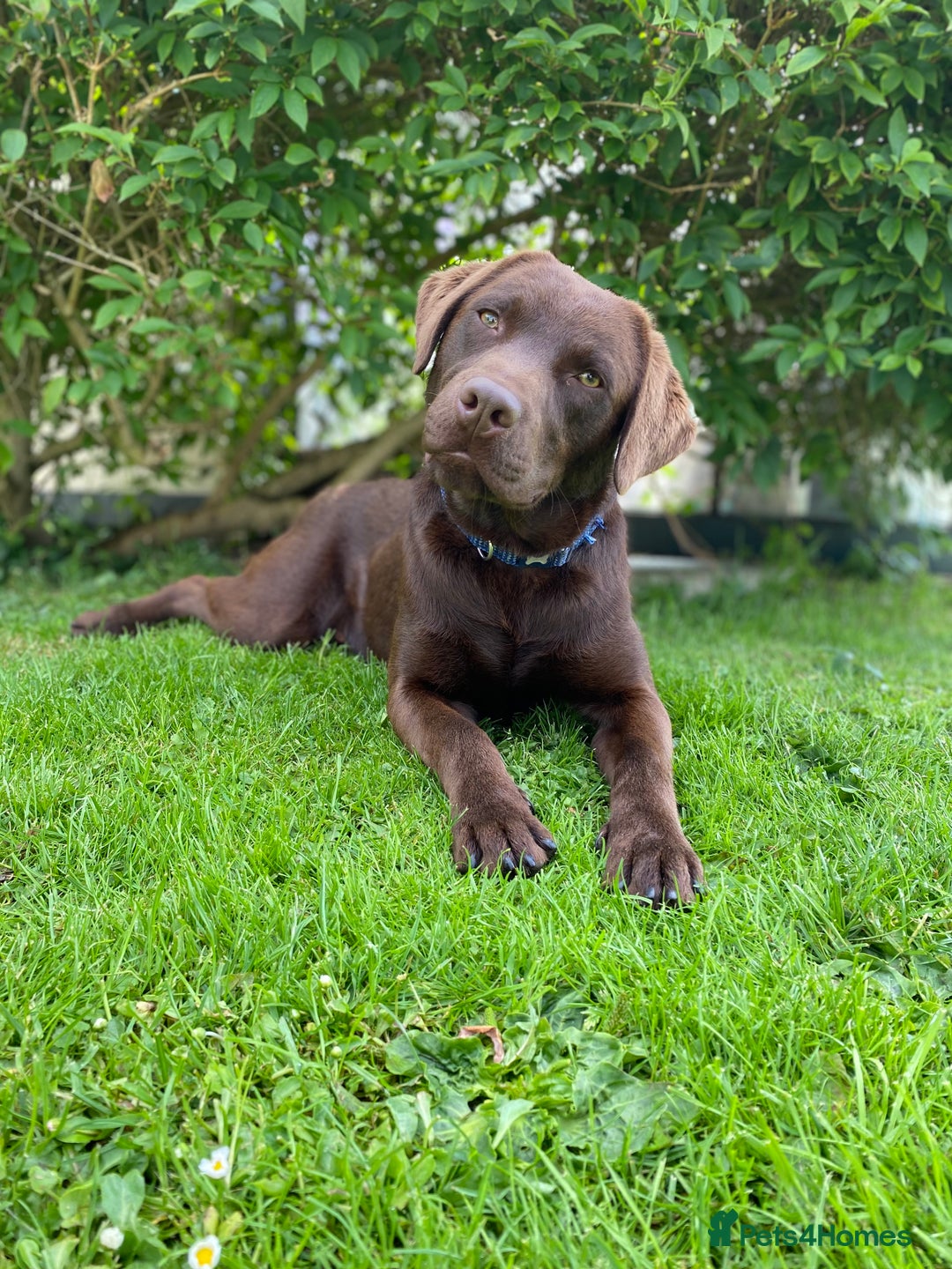 Labrador Retriever dogs for stud: Health Tested KC Registered Chocolate Labrador  in Wisbech - Image 2