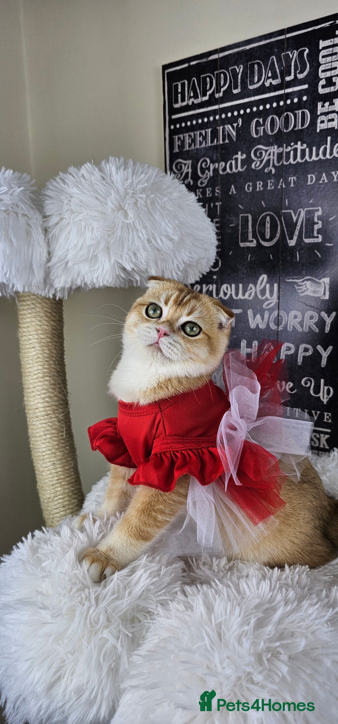 British Shorthair cats for sale: TICA REGISTERED Golden Chinchilla Girl - Image 14