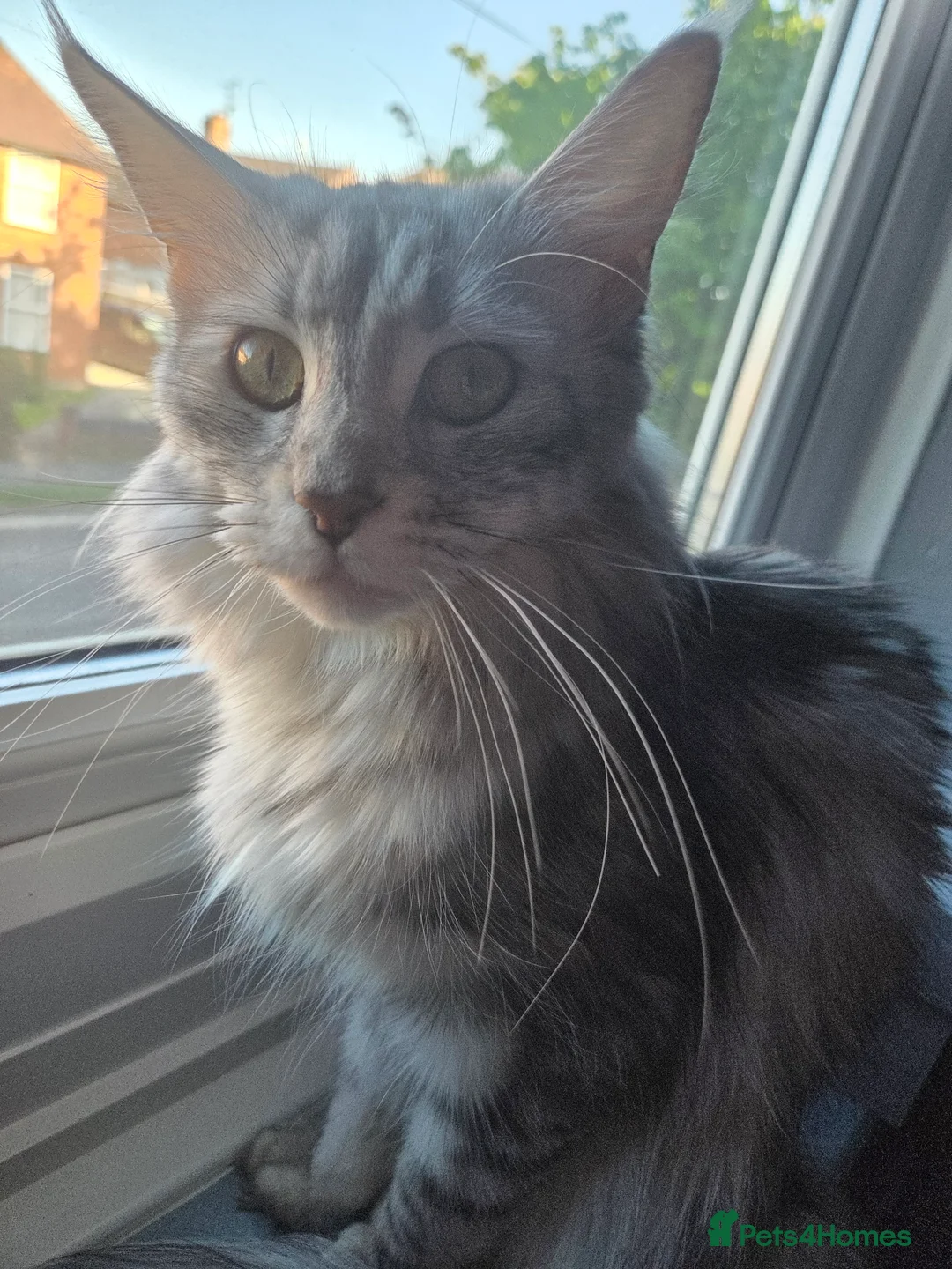 Maine Coon cats for sale: Solid Grey Male Mainecoon - Advert 2