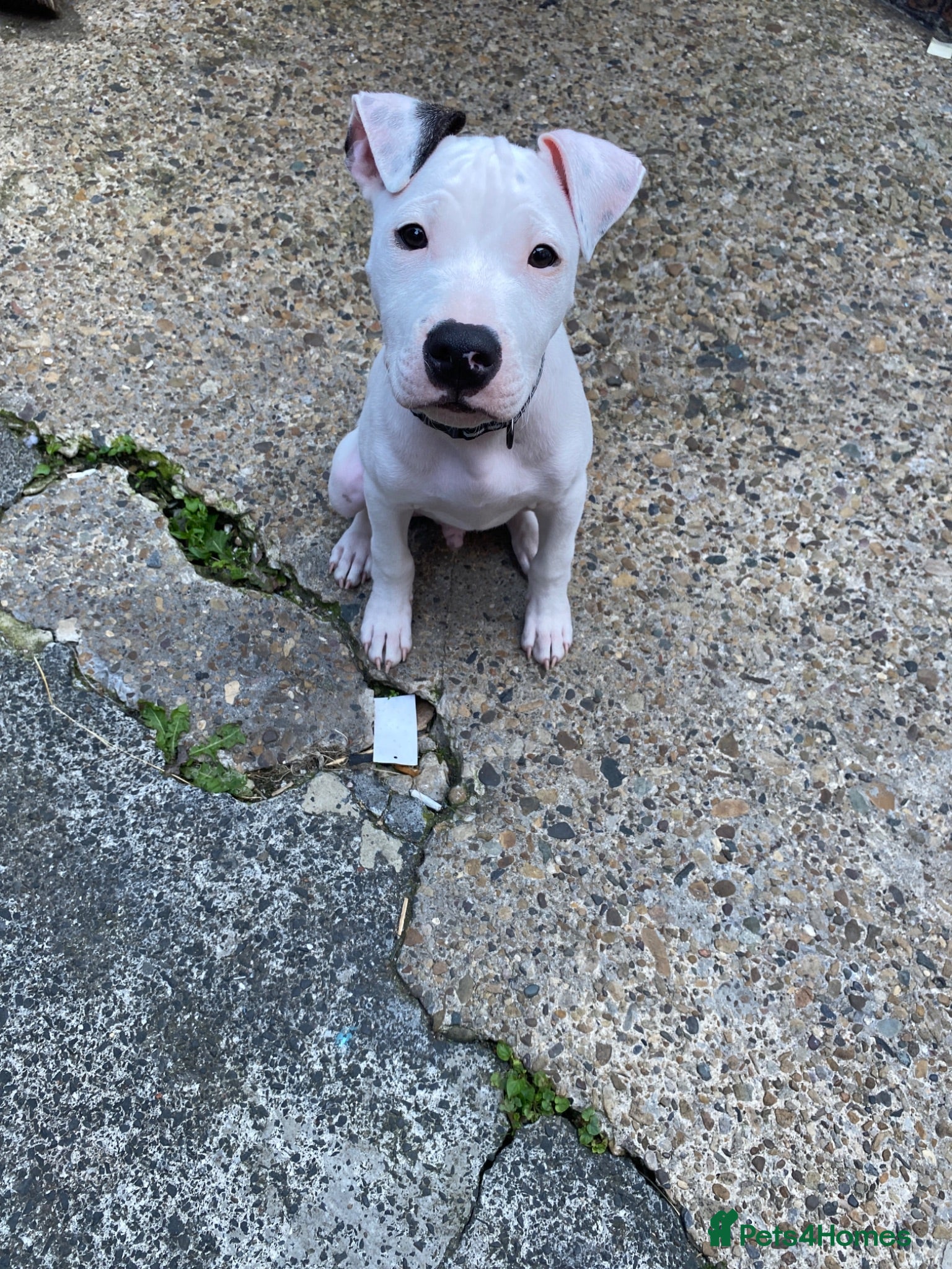 Mixed Breed dogs 3 Months old Puppy - Advert 17