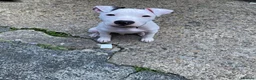 Mixed Breed dogs for sale: 3 Months old Puppy - Advert 1