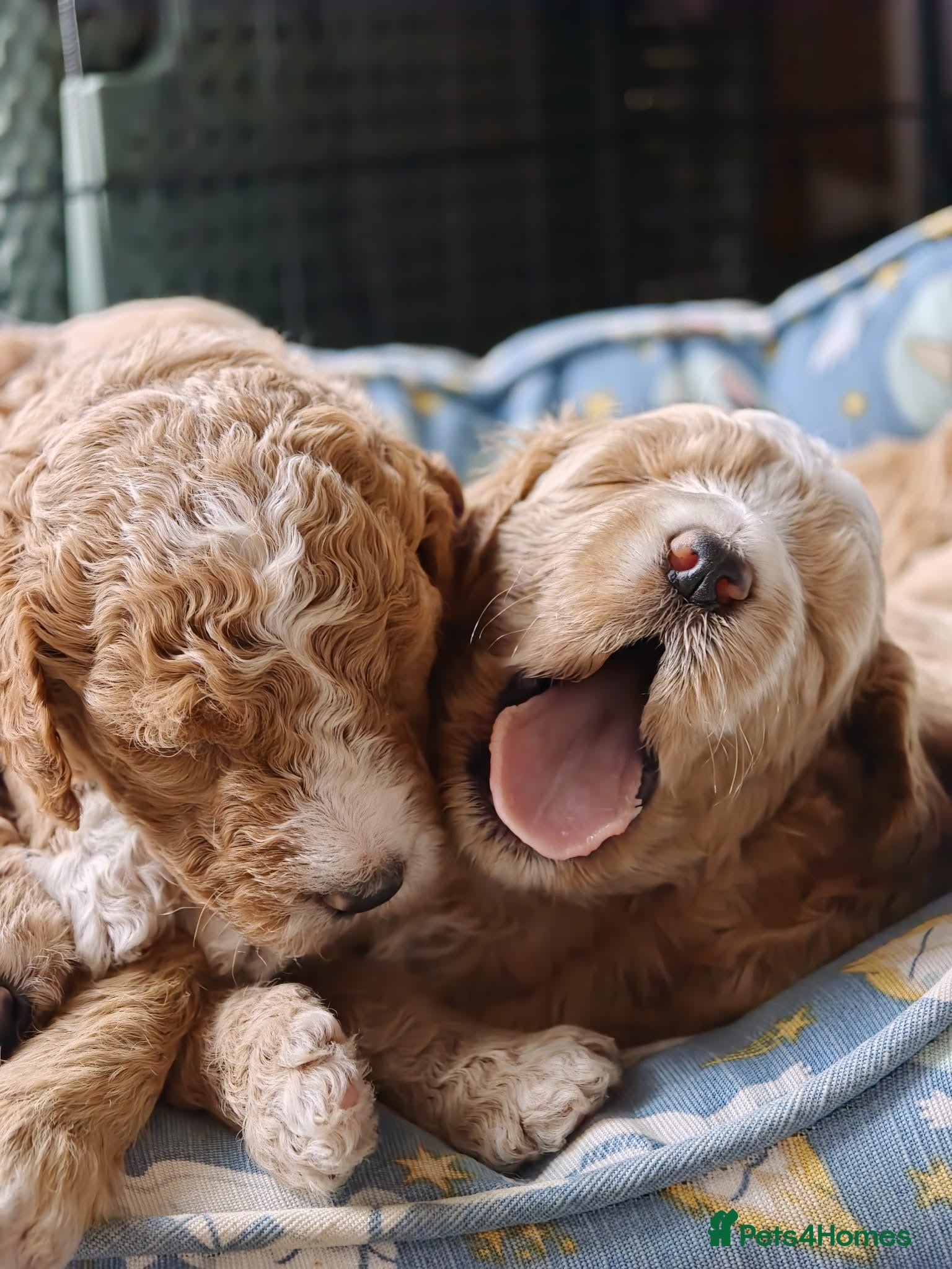 Goldendoodle dogs Exceptional Health tested Goldendoodle puppies - Advert 1