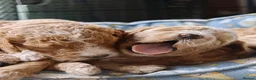Goldendoodle dogs for sale: Exceptional Health tested Goldendoodle puppies - Advert 13