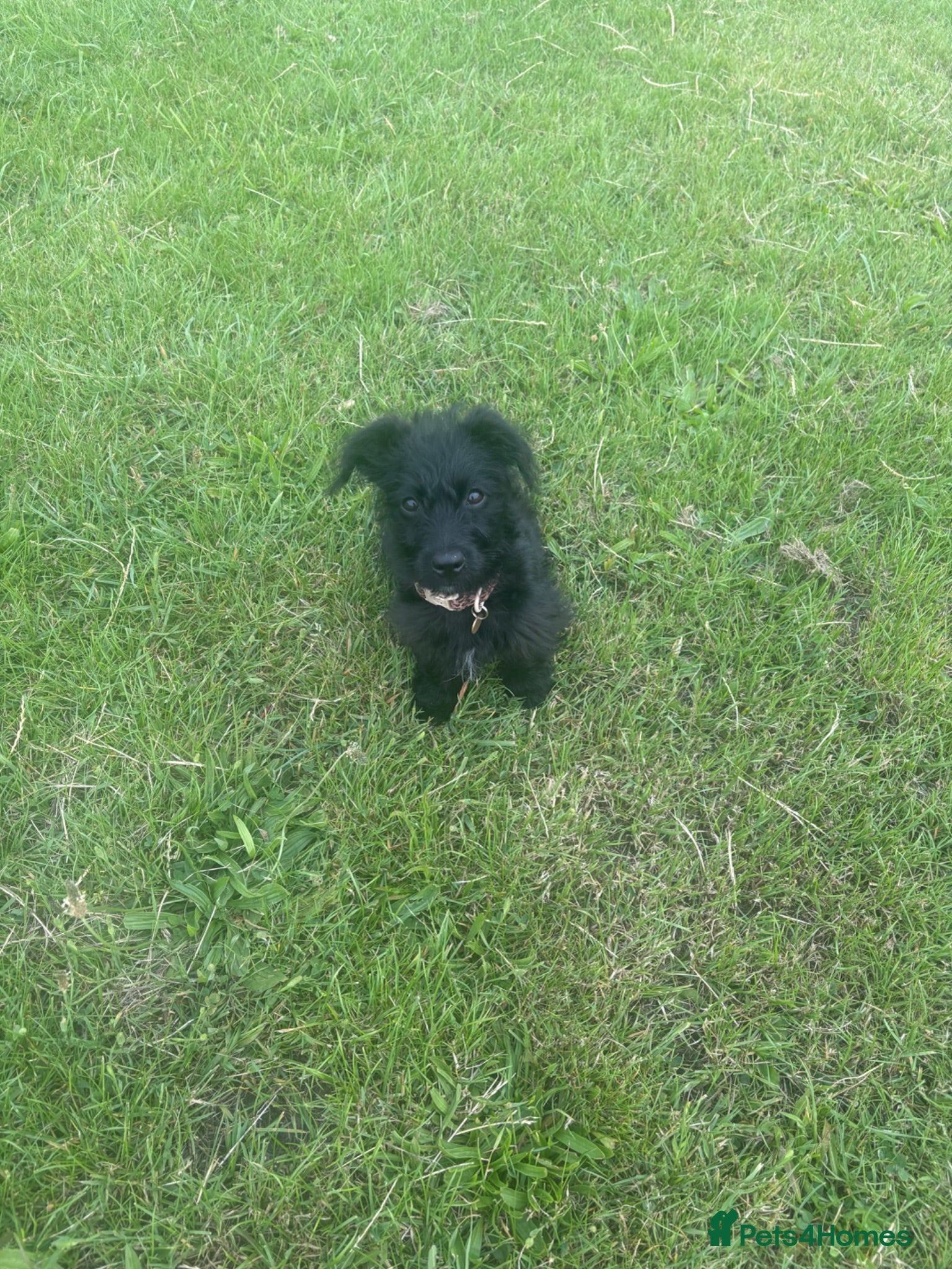 Mixed Breed dogs Cockapoo schnauzer mix puppy - Advert 2