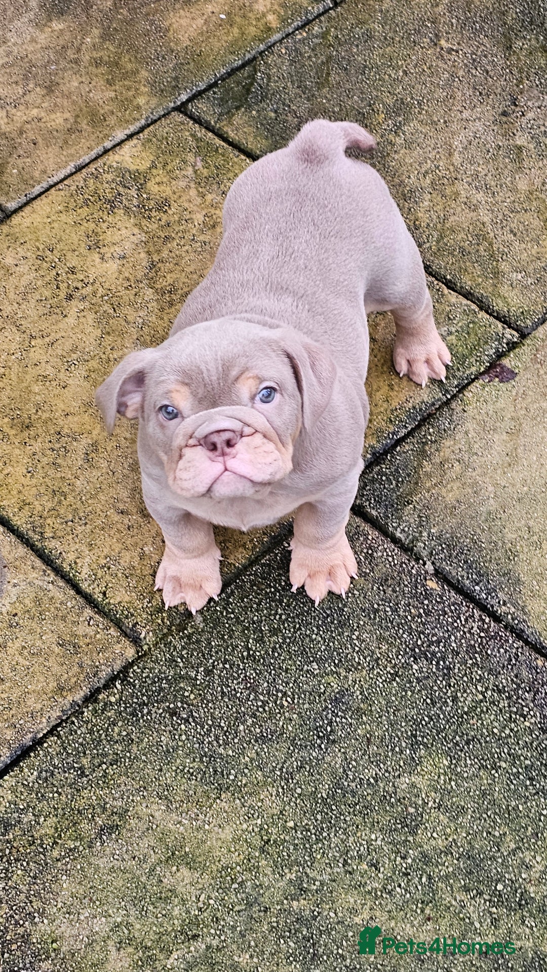 English Bulldog dogs for sale:  English Bulldogs - Advert 11