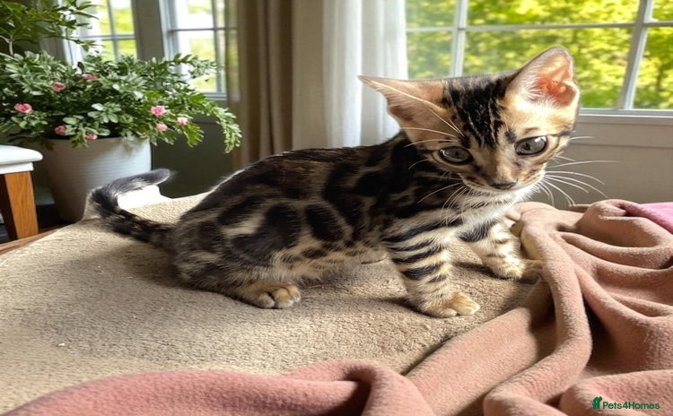 Bengal cats in Blandford Forum - Advert 2
