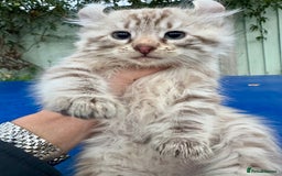 Savannah cats for sale: Super rare longhaired girl  - Advert 6