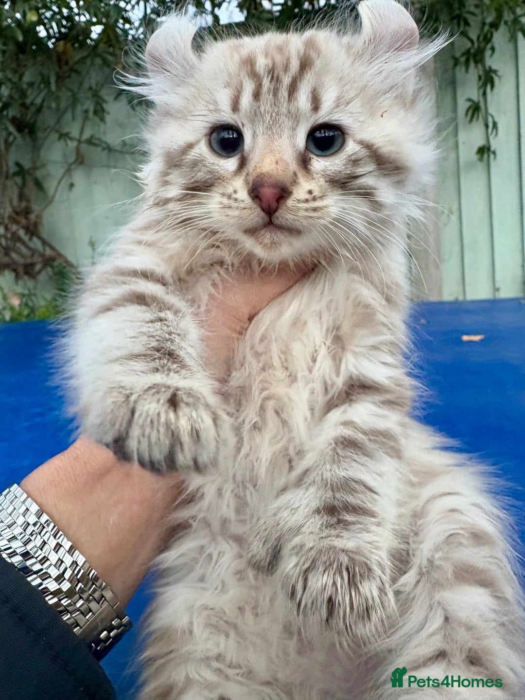 Savannah cats for sale: Super rare longhaired girl  - Advert 6