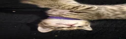 Bengal cats for sale: Bengal x tabby kittens  - Advert 16