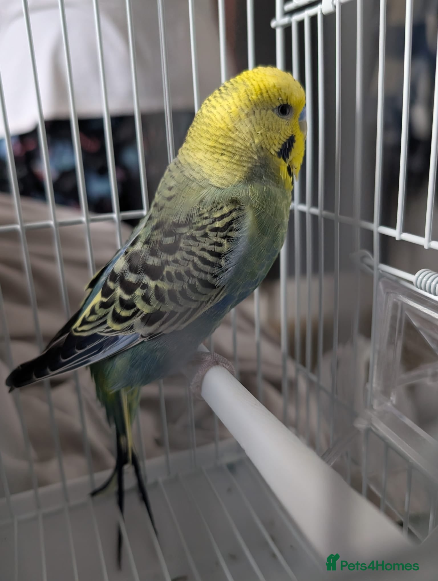 Budgerigars birds for sale:  Beautiful male budgie  - Advert 1