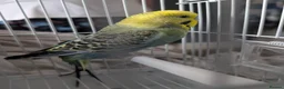 Budgerigars birds for sale:  Beautiful male budgie  - Advert 1