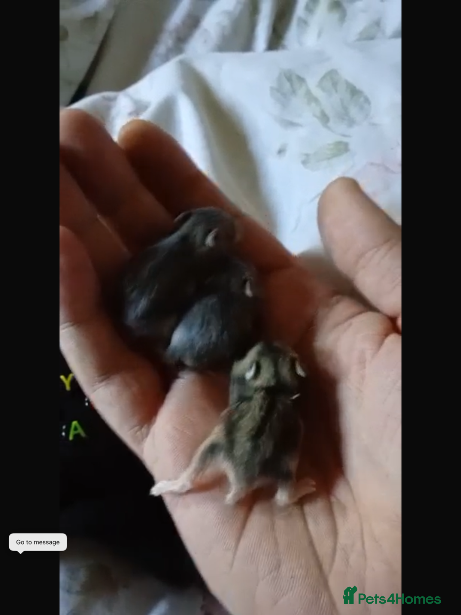 Hamster rodents Baby Russian Dwarf hamsters - Advert 14