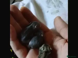 Hamster rodents Baby Russian Dwarf hamsters - Advert 14