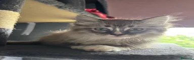 Peanut 