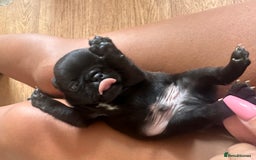 Pug dogs for sale: 7 Pug puppies  - Image 8
