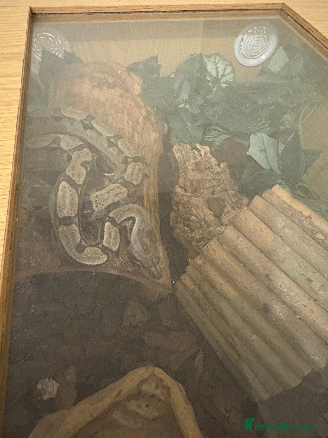 Boa Snake reptiles for sale: Boa constrictor snake - Advert 1